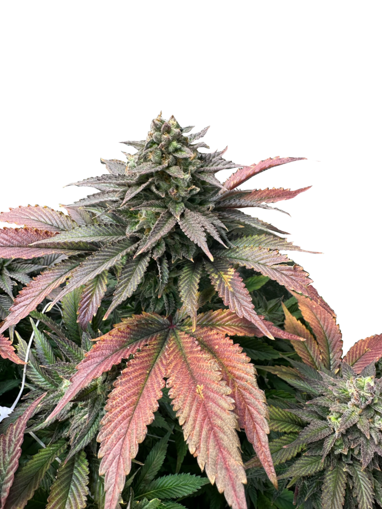 Grateful Sticker Pack - BOOBIES (3)