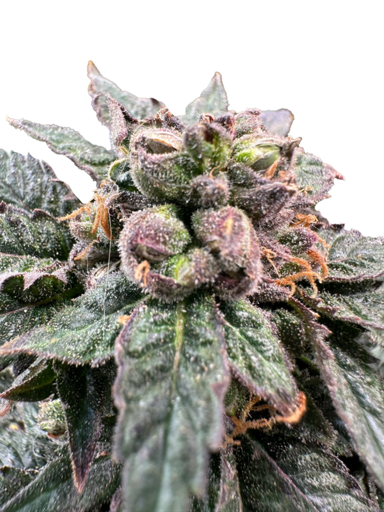 Grateful Sticker Pack - BRO SCIENCE (3)