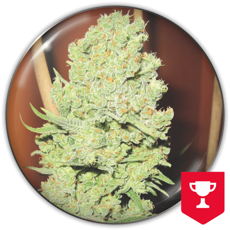 Medical Sticker Pack - CHANNEL+ (3)