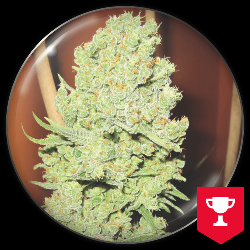 Medical Sticker Pack - CHANNEL+ (3)