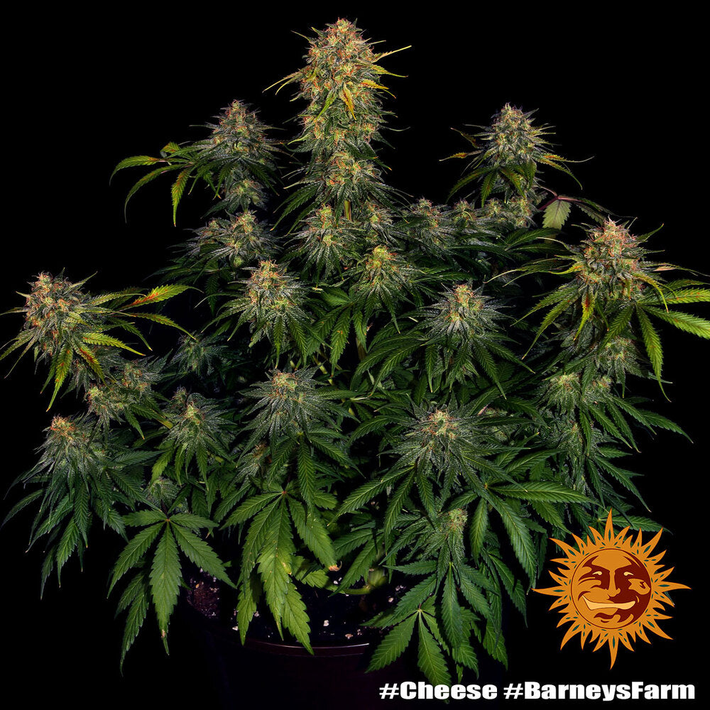 Barney's Farm Sticker Pack - CHEESE (3)