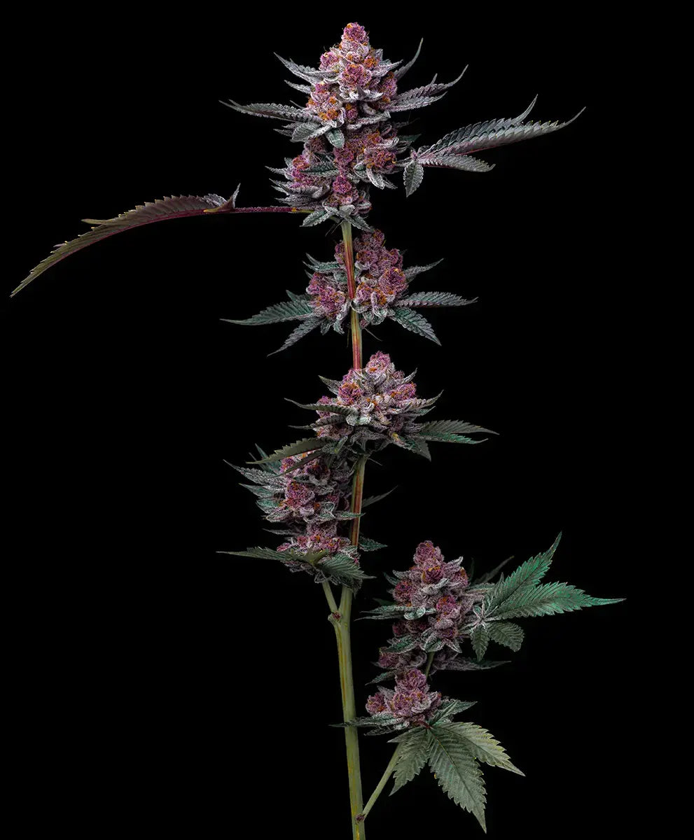 Barney's Farm Sticker Pack - CHERRY POPPERS (3)