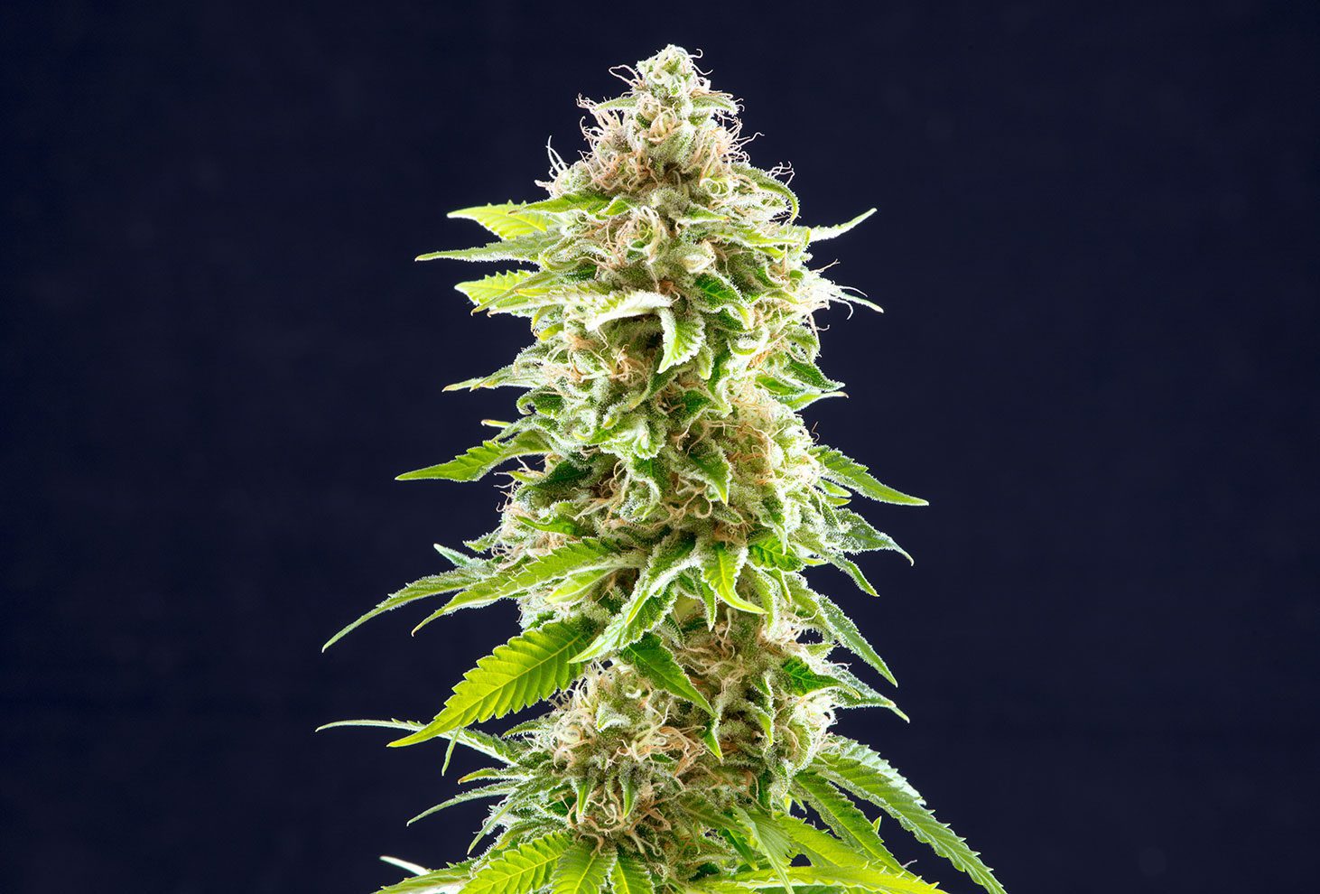 Kannabia Sticker Pack - COOKIES HAZE