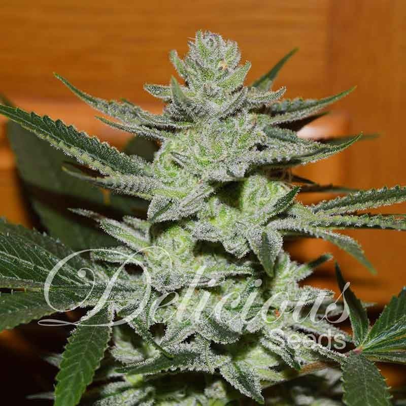 Delicious Sticker Pack - DESCONOCIDA KUSH (3)