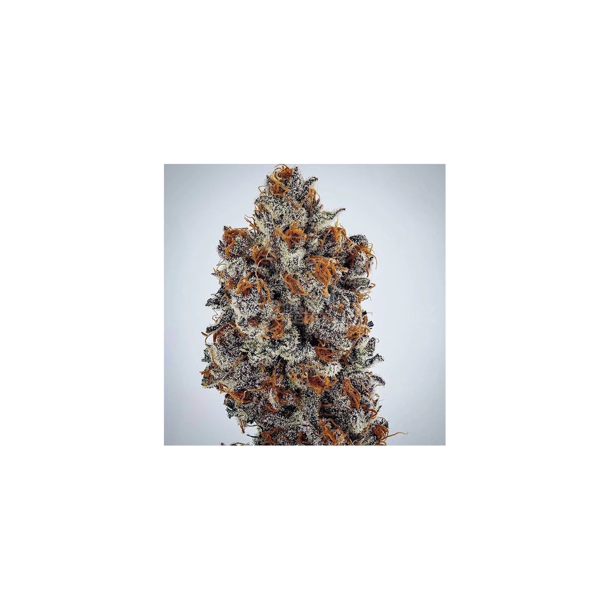 Ethos Genetics Sticker Pack - BANANA HAMMOCK RBX (5)