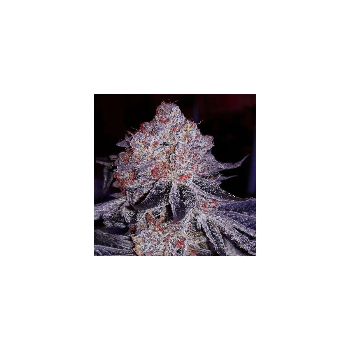 Ethos Genetics Sticker Pack - CHERRY GAR-SEE-YA R1 (5)