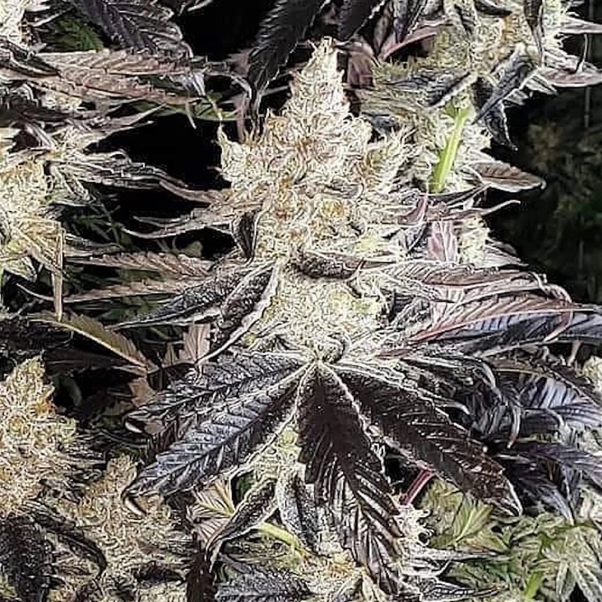 Ethos Genetics Sticker Pack - COOKIES R2 (5)