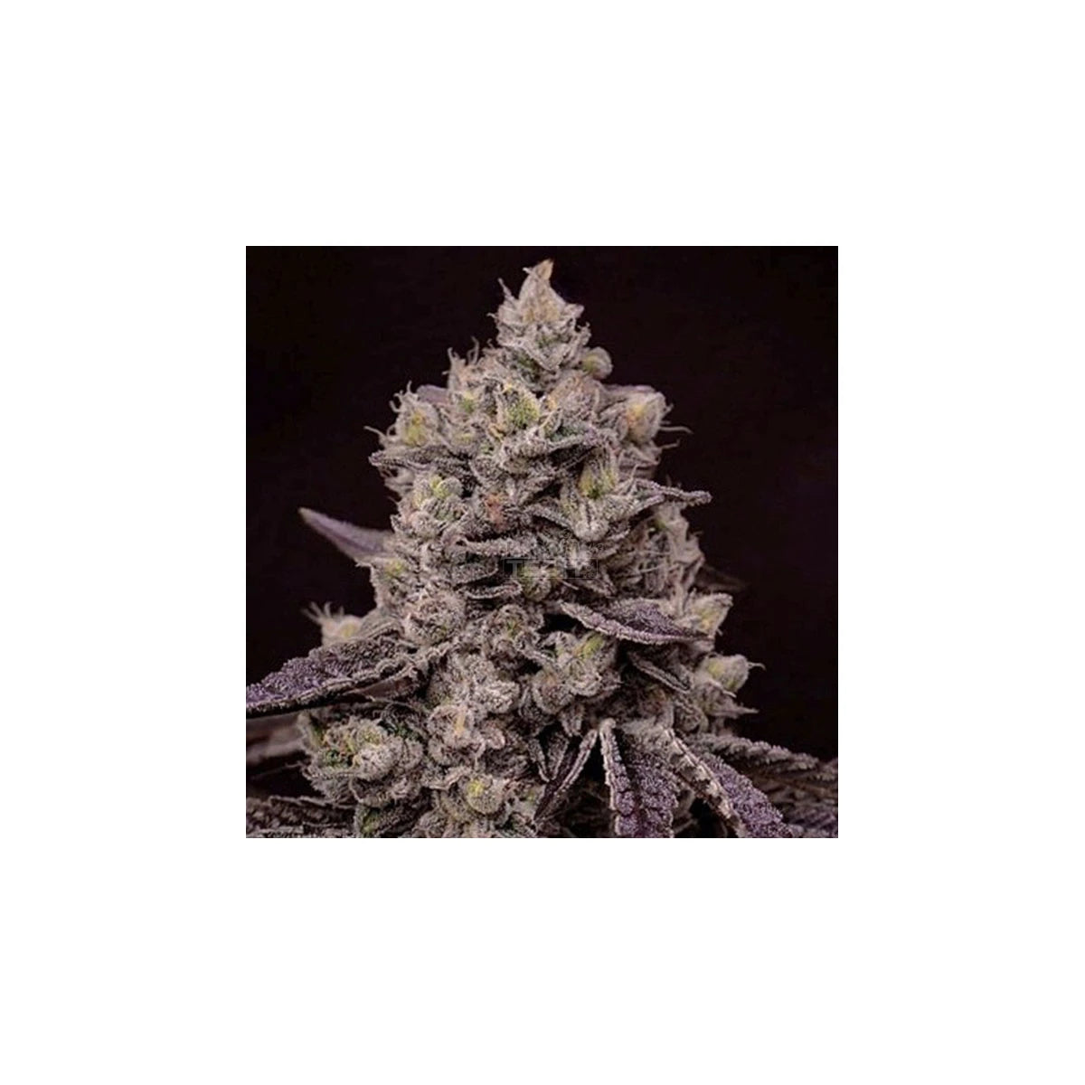 Ethos Genetics Sticker Pack - FANTA SEA RBX (5)