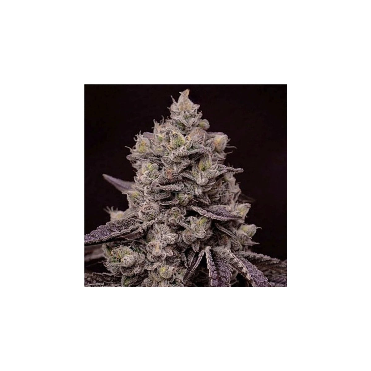 Ethos Genetics Sticker Pack - FANTA SEA RBX (5)