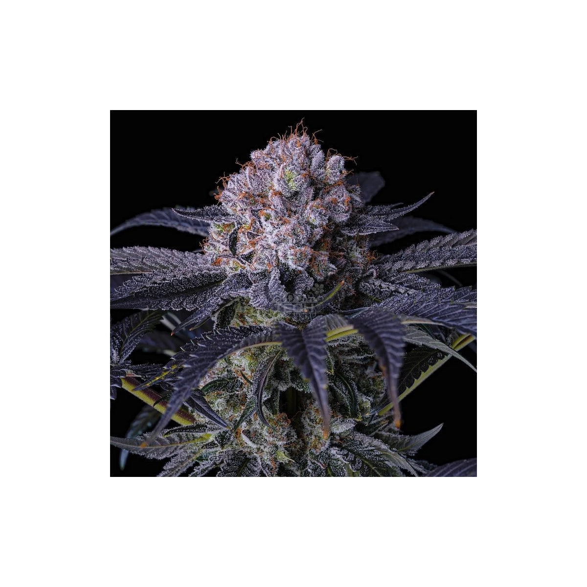 Ethos Genetics Sticker Pack - GRAPE BALLS OF FIRE RBX (5)