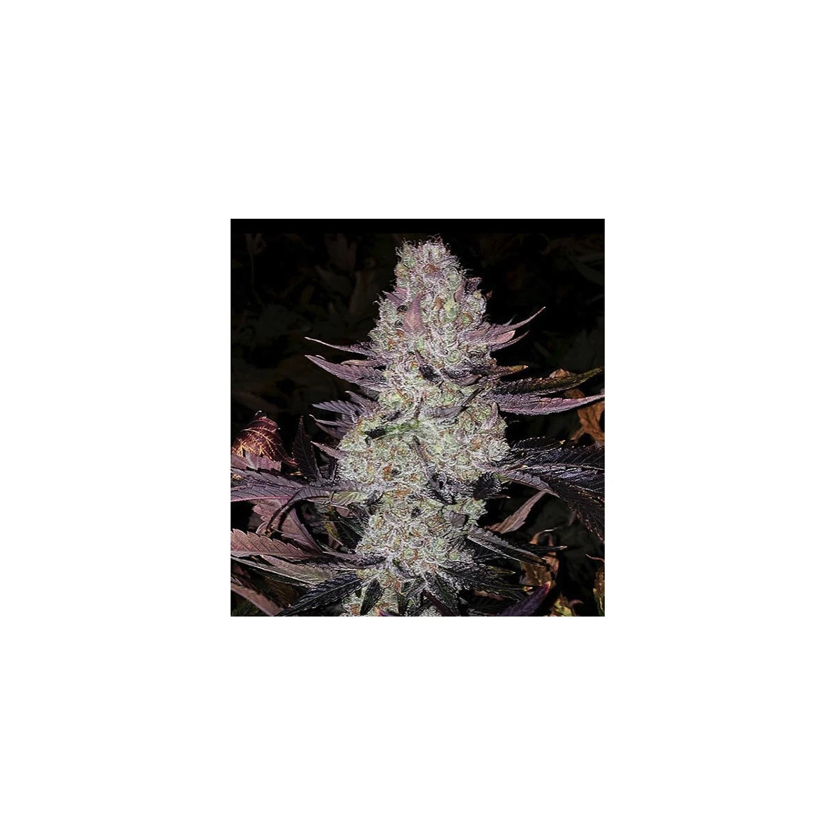 Ethos Genetics Sticker Pack - DIAMONDS R2 (5)