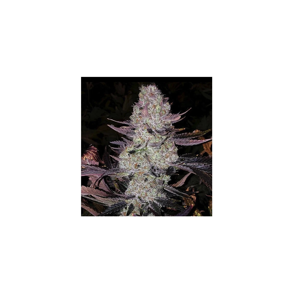 Ethos Genetics Sticker Pack - DIAMONDS R2 (5)