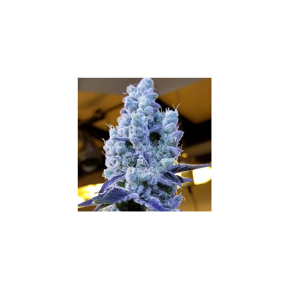 Ethos Genetics Sticker Pack - MANDARIN COOKIES V2 (5)