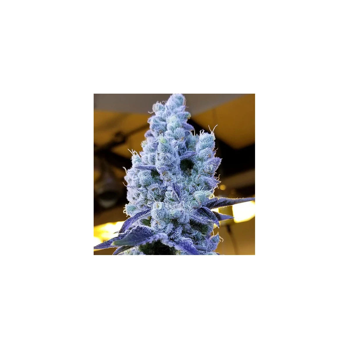 Ethos Genetics Sticker Pack - MANDARIN COOKIES V2 (5)