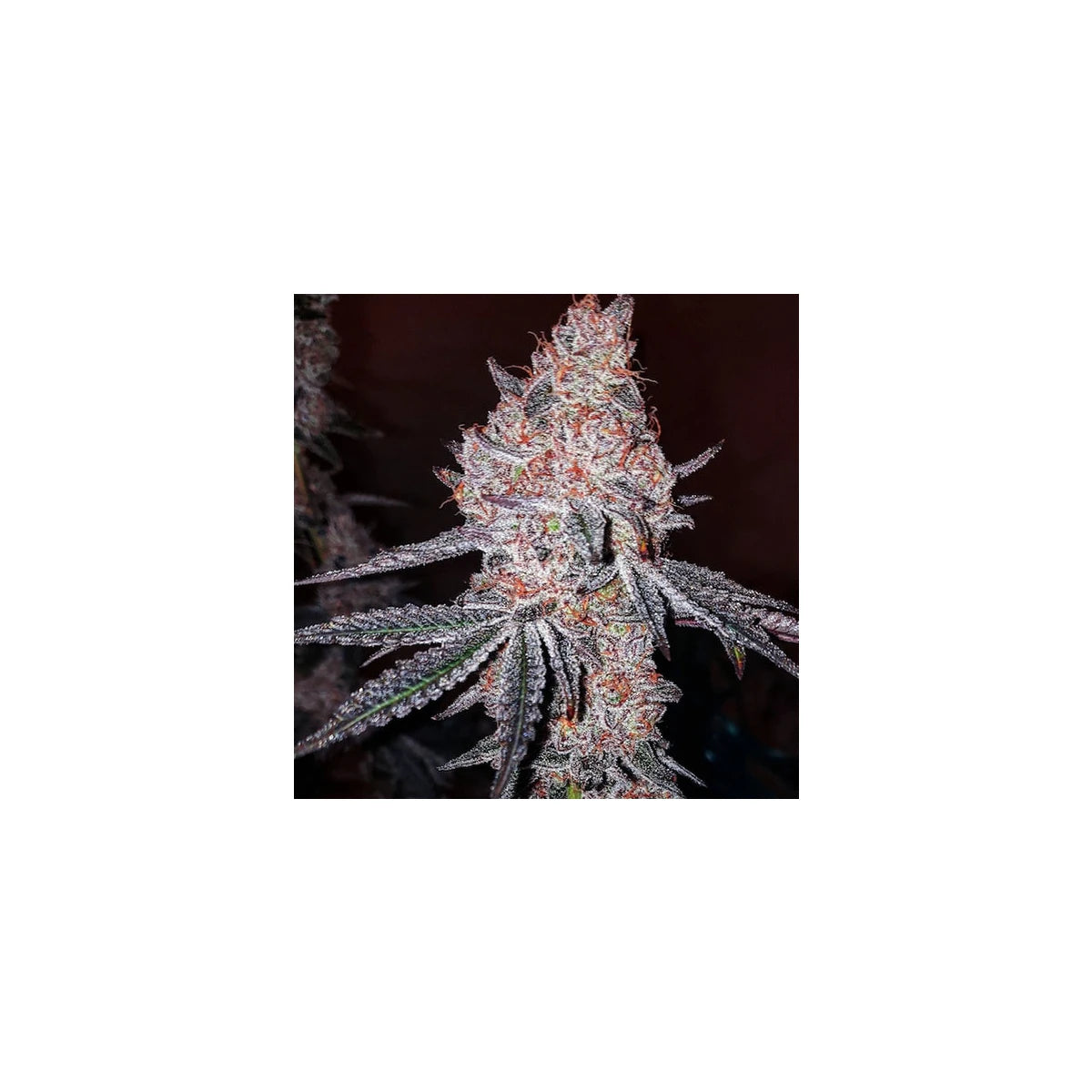 Ethos Genetics Sticker Pack - STRAWBERRY COOKIES OG R1 (5)