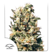 Dutch Passion Sticker Pack - EUFORIA (5)