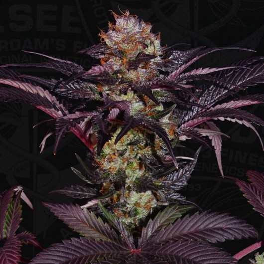 T.H. Seeds Sticker Pack - FRENCH MACARON (6)