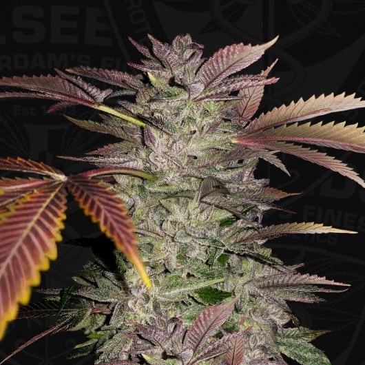 T.H. Seeds Sticker Pack - GELATO CAKE (6)