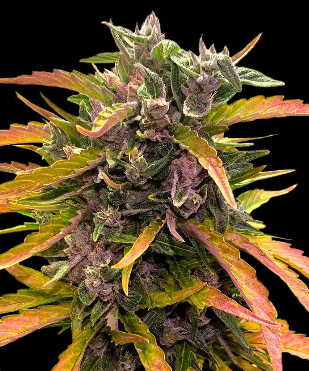 Barney's Farm Sticker Pack - GORILLA GLUE AUTO (3)