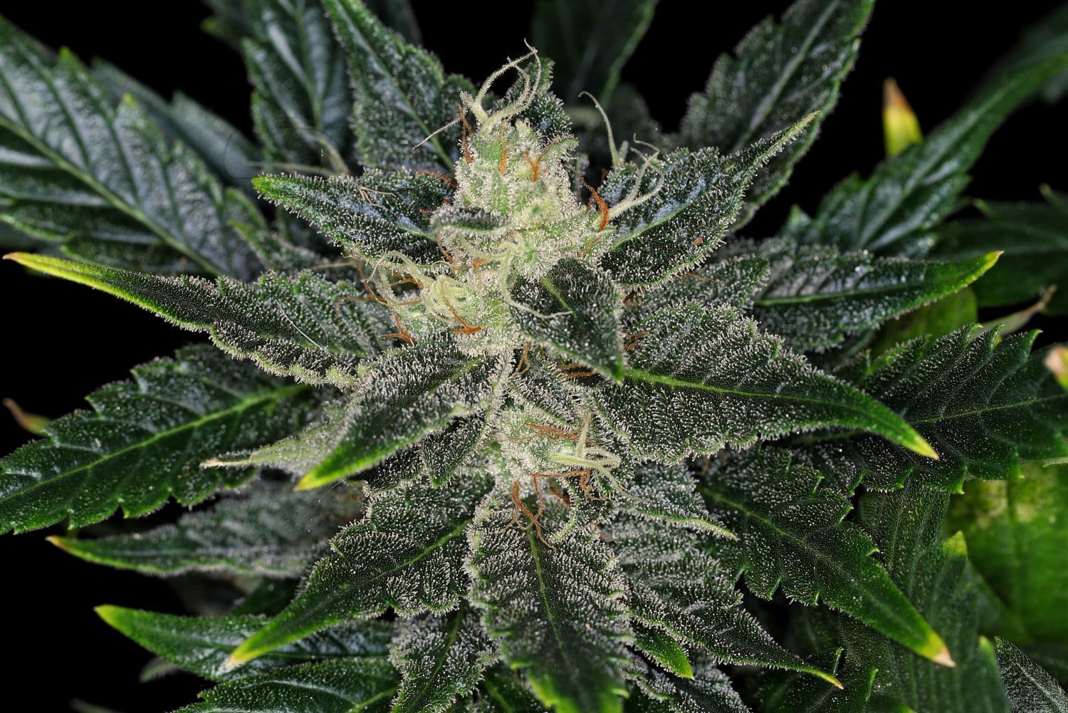 Kannabia Sticker Pack - GORILLA KING AUTO