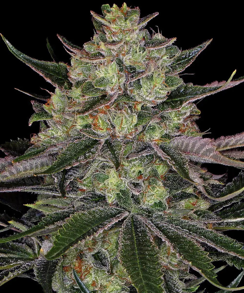 Barney's Farm Sticker Pack - GORILLA ZKITTLEZ (3)