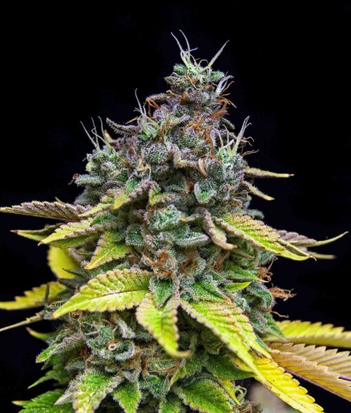 Grateful Sticker Pack - PAPAYA COOLER (3)