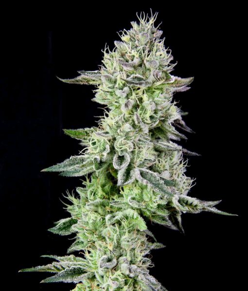 Grateful Sticker Pack - BARBARA'S PIE (3)