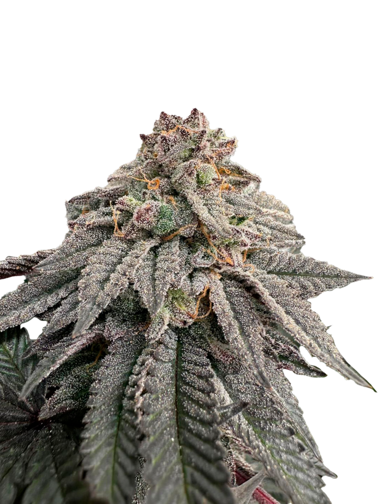 Grateful Sticker Pack - HASH BELT (3)