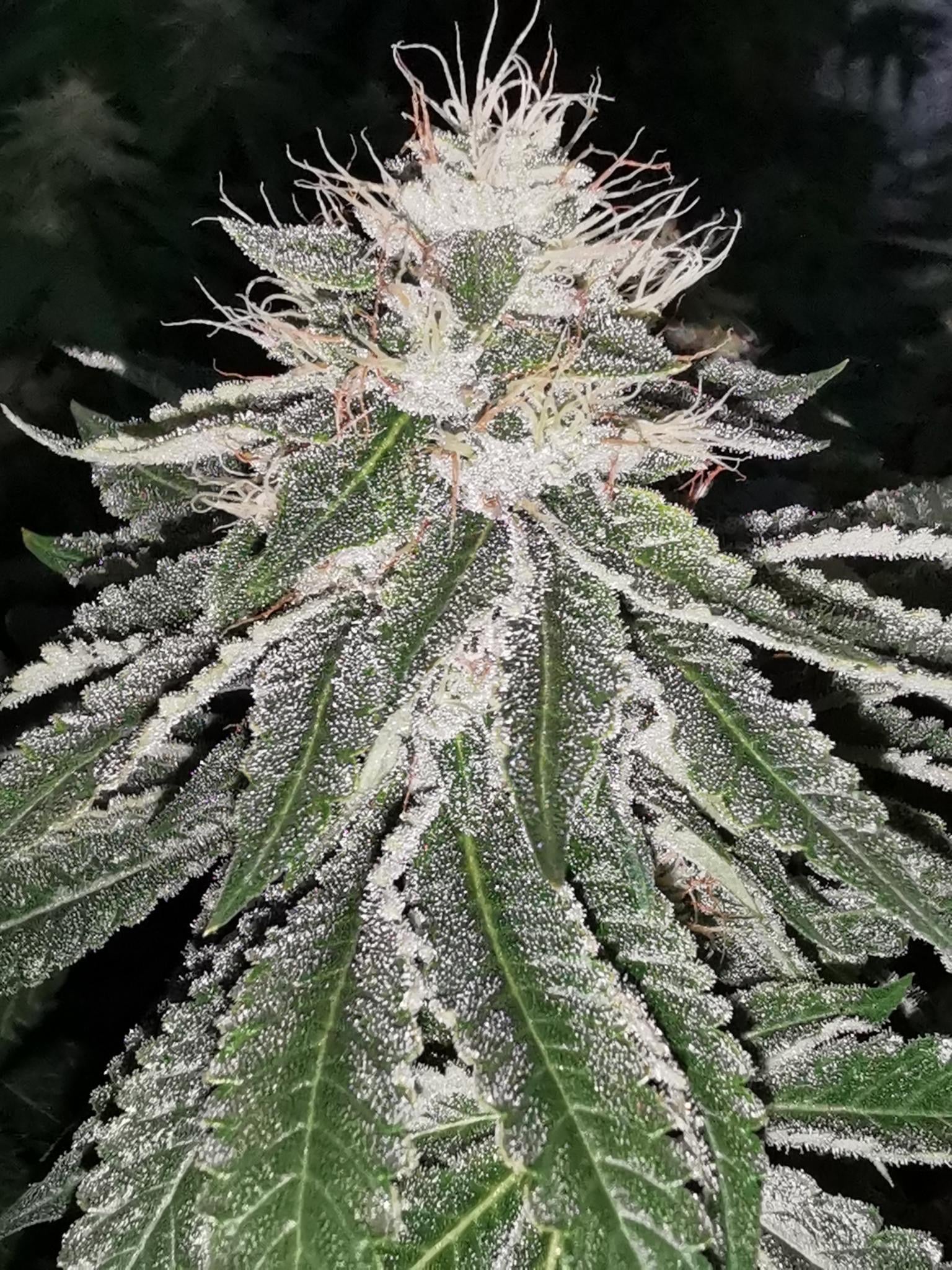 Pheno Finder Seeds Sticker Pack - MAC 11 (5)