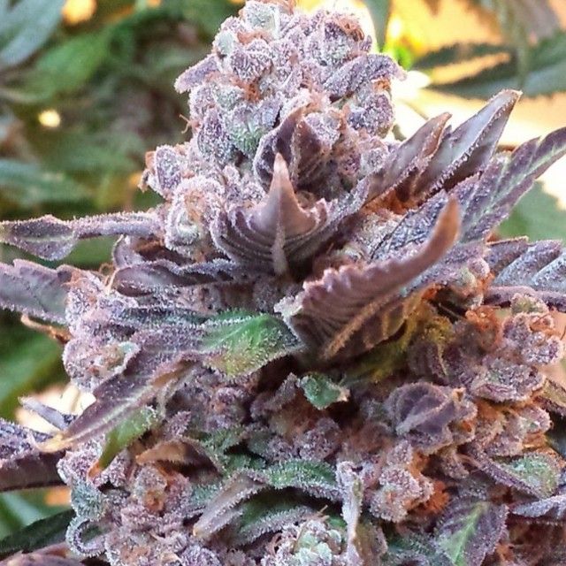 Pheno Finder Seeds Sticker Pack - PURPLE STRAWBERRY BLISS (5)