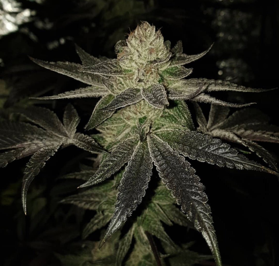 Pheno Finder Seeds Sticker Pack - WEDDINGCAKE S1 (5)