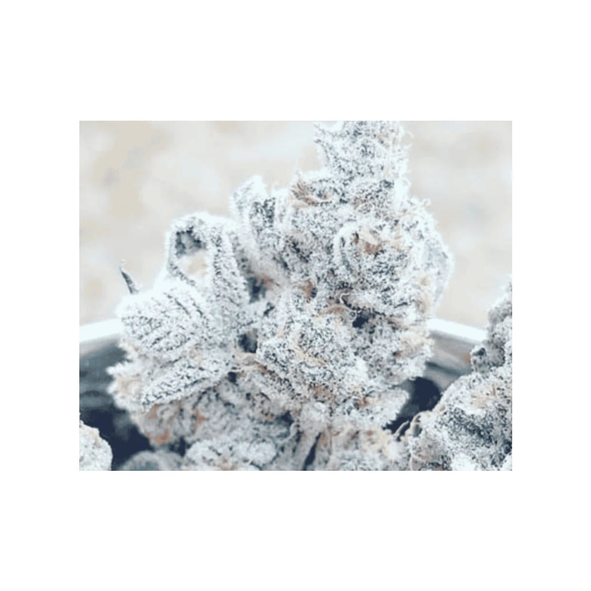 In House Genetics Sticker Pack - BANANACANE (3)