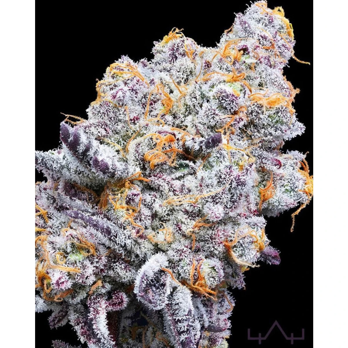 In House Genetics Sticker Pack - DELUXE SUGARCANE (3)