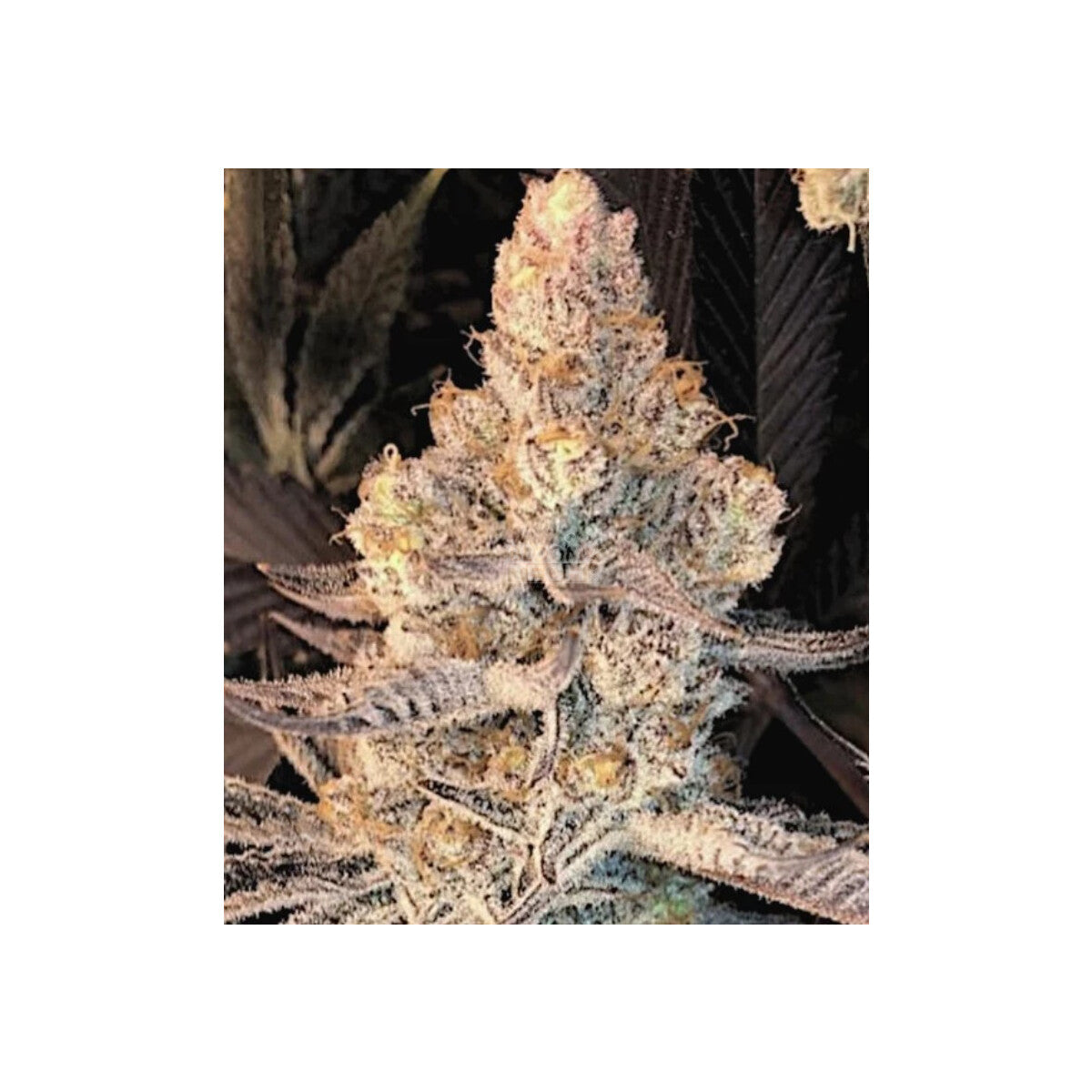 In House Genetics Sticker Pack - DOLATO S1 (3)