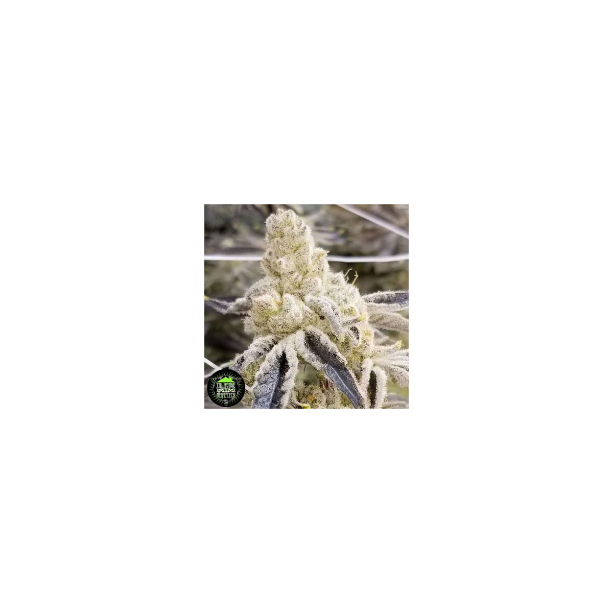 In House Genetics Sticker Pack - MASTERPIECE (3)