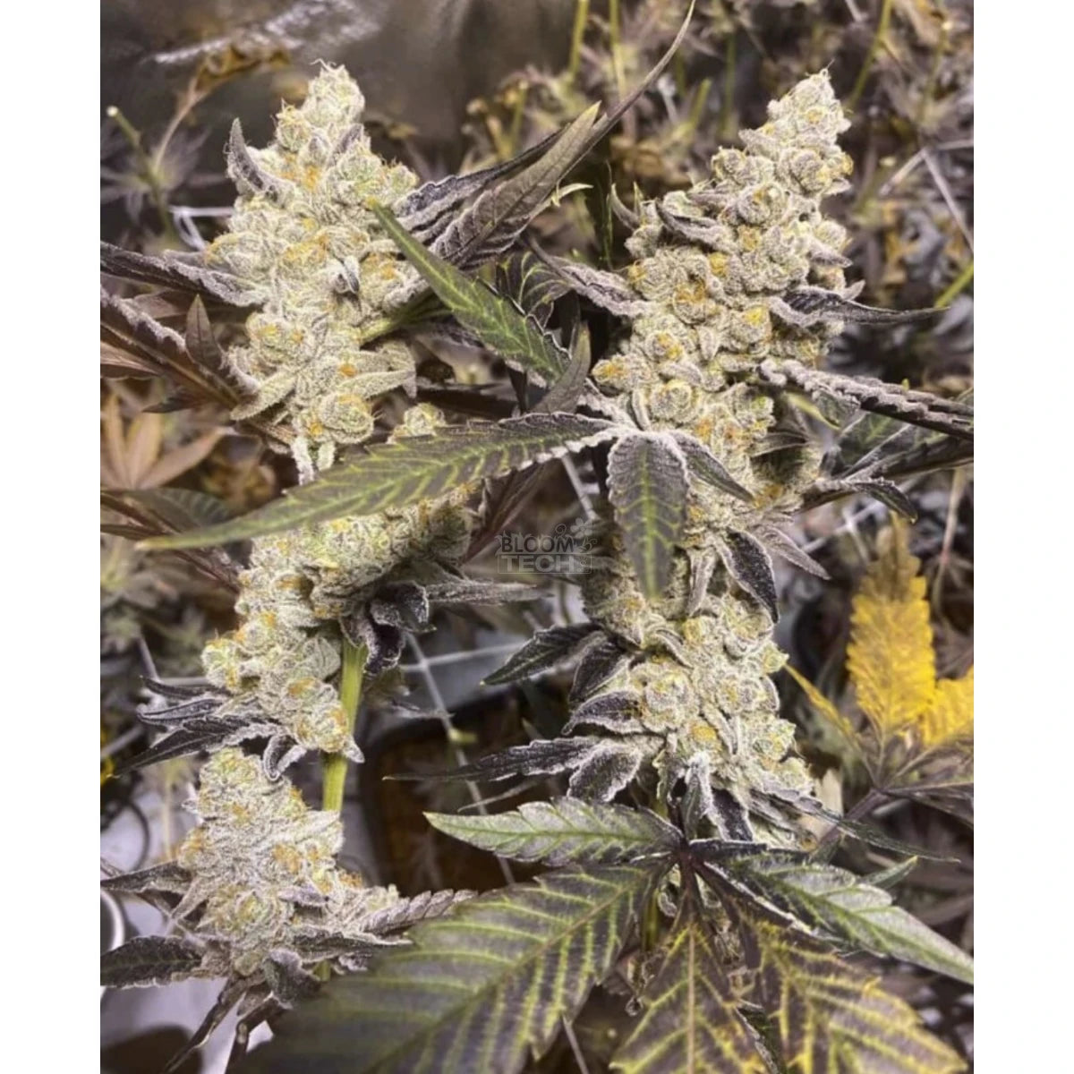 In House Genetics Sticker Pack - PLATINUM PURPLE CANDY (3)