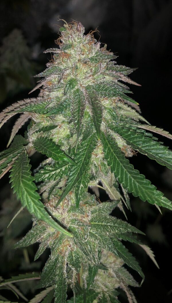 Pheno Finder Seeds Sticker Pack - KUNTZ (5)
