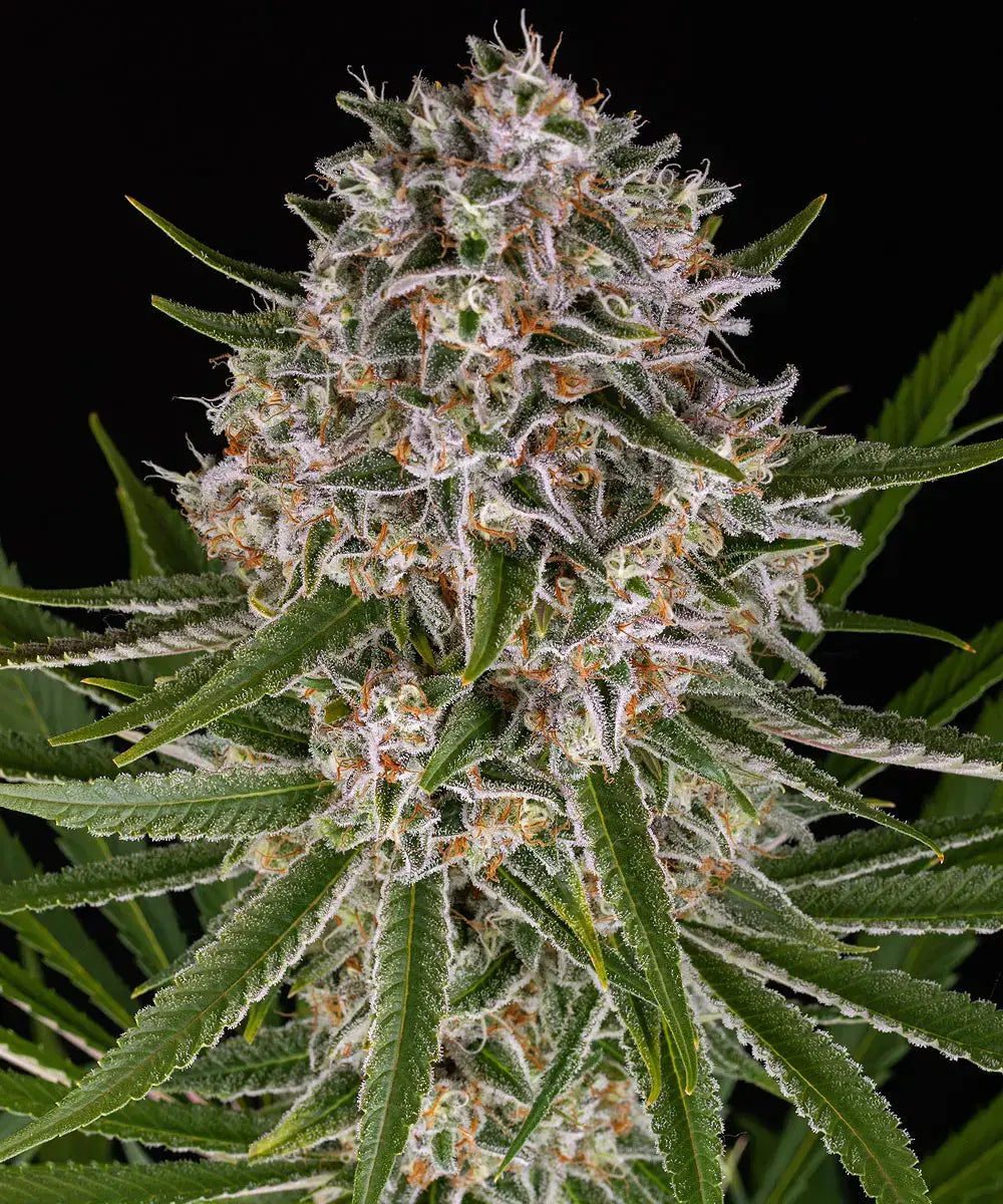 Barney's Farm Sticker Pack - LEMON HAZE AUTO (3)