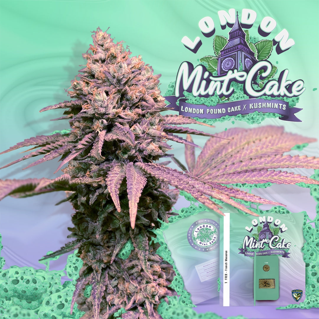 T.H. Seeds Sticker Pack - LONDON MINT CAKE (6)