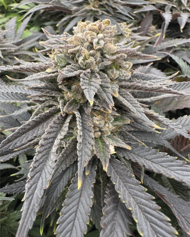 Grateful Sticker Pack - MIDNIGHT ZLAP (3)