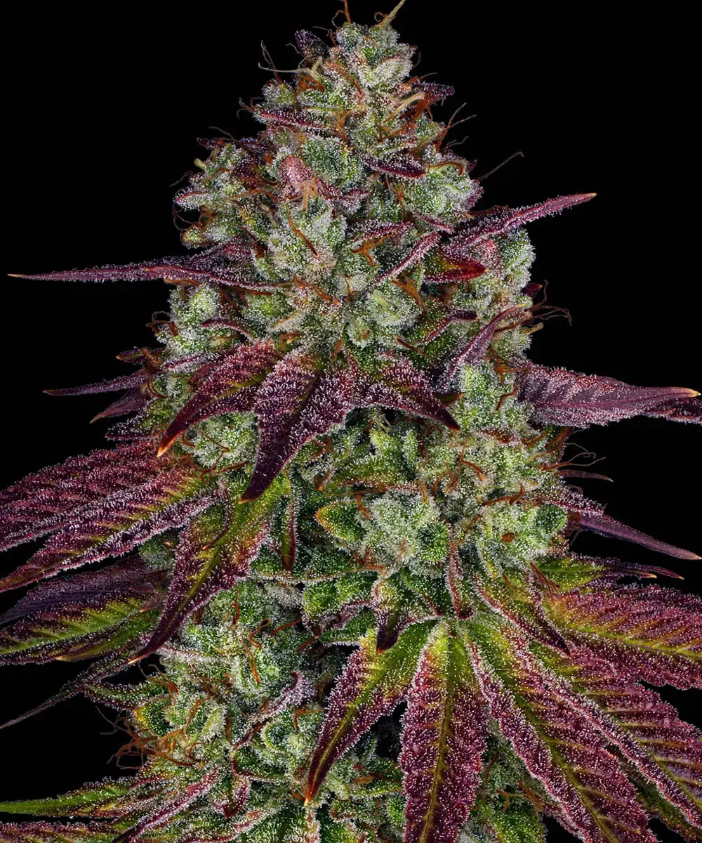 Barney's Farm Sticker Pack - MIMOSA EVO (3)
