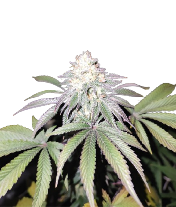 Grateful Sticker Pack - MIND FUELZ (3)