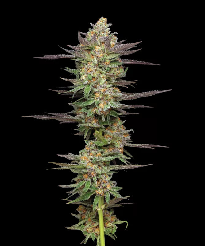 Humboldt Seed Company Sticker Pack - MINT JELLY AUTO (3)