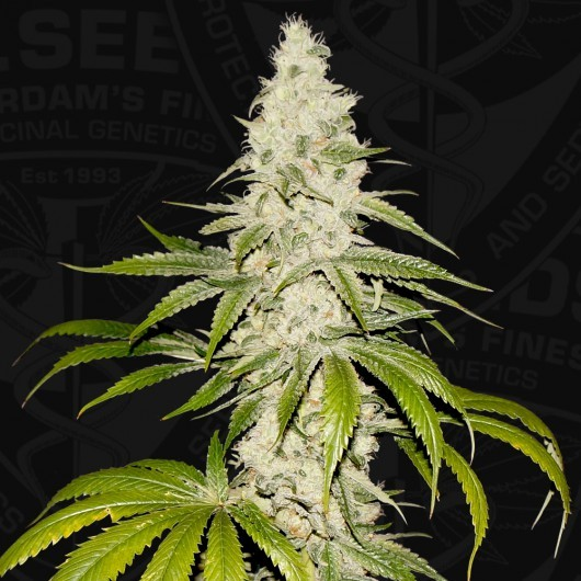 T.H. Seeds Sticker Pack - MONT BLANC (6)