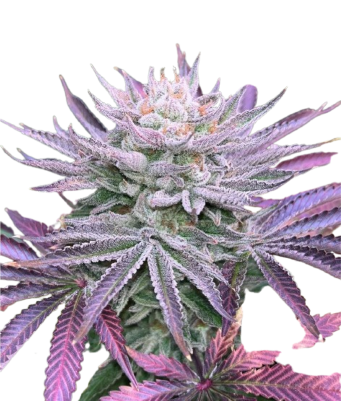 Grateful Sticker Pack - NASTY RUNTZ (3)