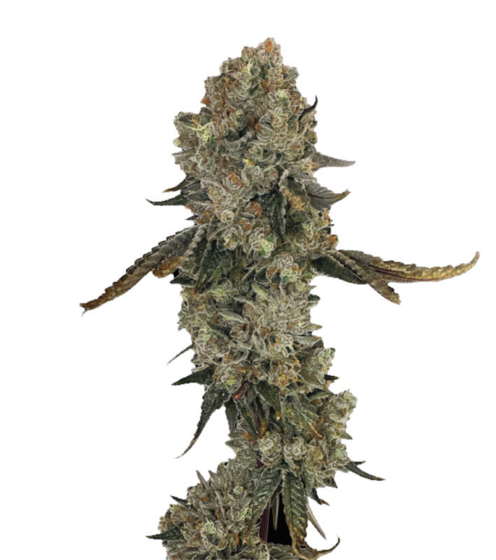 Grateful Sticker Pack - OBSESSION (3)