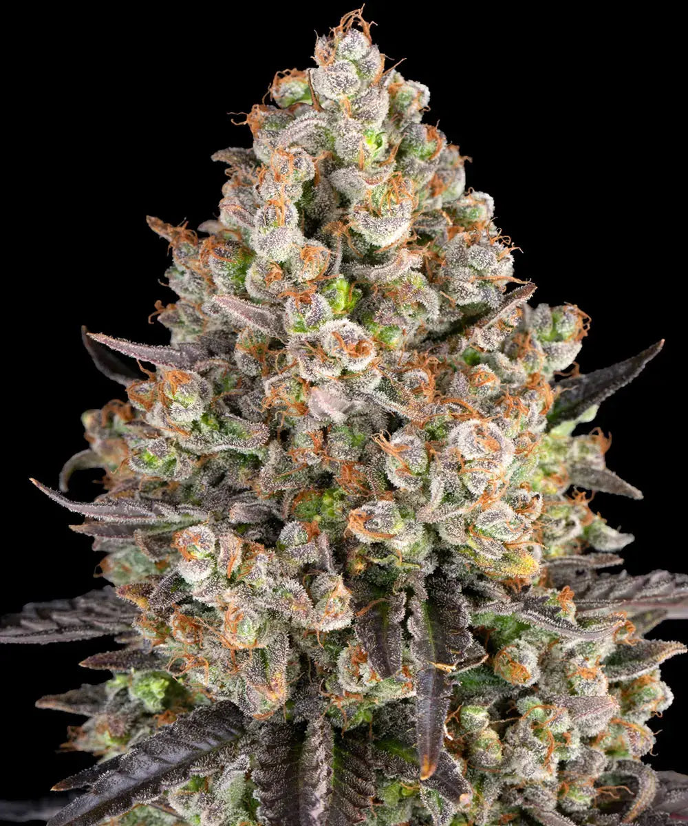 Barney's Farm Sticker Pack - OG KUSH (3)