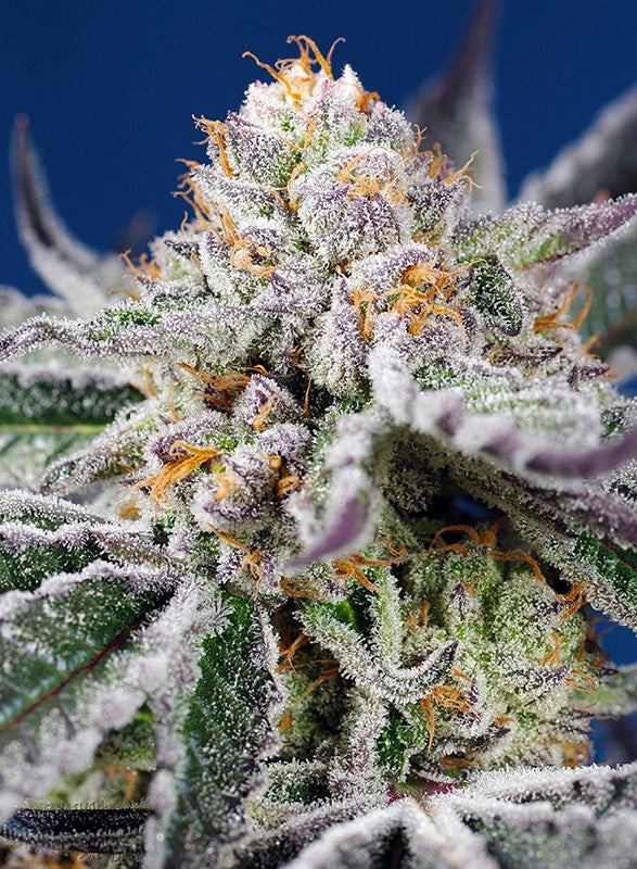 Sweet Sticker Pack - ORANGE APRICOT GLUE XL AUTO (3)