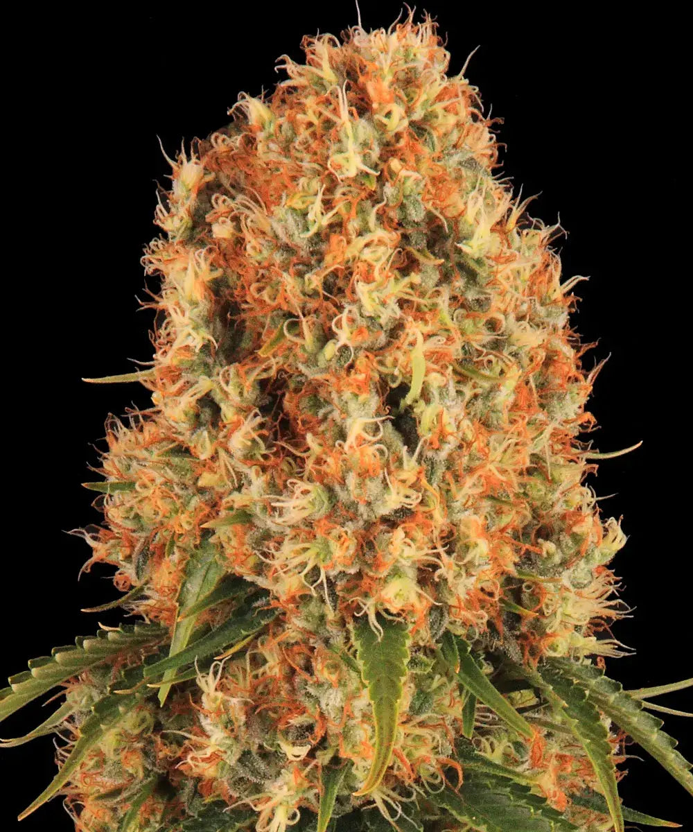 Barney's Farm Sticker Pack - ORANGE SHERBERT (3)