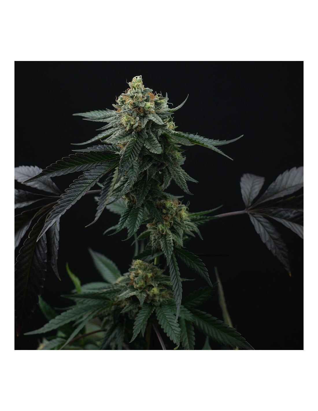 Perfect Tree Sticker Pack - LIME OZZ (6)